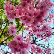 ヒメ日記 2026/04/01 13:08 投稿 美帆 鶯谷人妻城