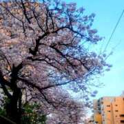 ヒメ日記 2026/04/02 00:01 投稿 美帆 鶯谷人妻城