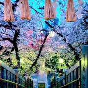 ヒメ日記 2026/04/08 11:16 投稿 美帆 鶯谷人妻城