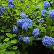 ヒメ日記 2025/06/10 13:08 投稿 吉木アン ローテンブルク