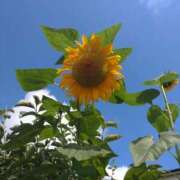 ヒメ日記 2025/08/01 12:26 投稿 古川店　メイ 人妻生レンタル-石巻-