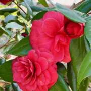 ヒメ日記 2025/03/23 19:15 投稿 つゆ ビギナーズ和歌山