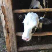 ヒメ日記 2024/12/18 23:38 投稿 のん スイカ