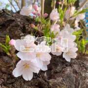 ヒメ日記 2026/04/09 17:10 投稿 優香（ゆうか） 女々艶 大和店