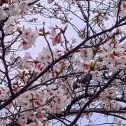 ヒメ日記 2025/04/06 08:07 投稿 あき 熟女家 豊中蛍池店