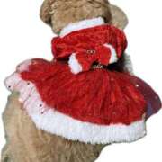 ヒメ日記 2025/12/26 05:49 投稿 くれは エピセレクション