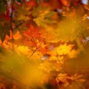 くれは 2026年2月1日 エピセレクション