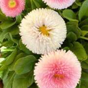 ヒメ日記 2026/03/21 06:36 投稿 くれは エピセレクション