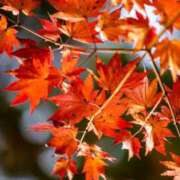 くれは 日曜日も。 エピセレクション