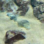 ヒメ日記 2025/10/12 14:08 投稿 ほのか エンブレイス　ダイヤモンド