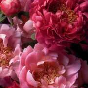 ヒメ日記 2025/11/05 13:34 投稿 さき 熟女＆人妻＆ぽっちゃり倶楽部