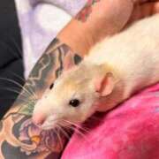 ヒメ日記 2025/02/19 02:55 投稿 ゆな 大和人妻城