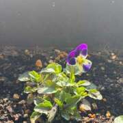 ゆな マイガール登録 大和人妻城