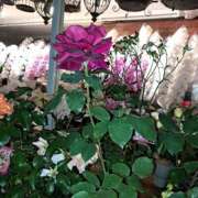 ヒメ日記 2025/05/18 15:31 投稿 かおり ミセスハンドセラピー