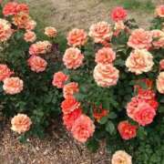 ヒメ日記 2025/01/07 11:12 投稿 柊　ゆき 三ツ星Class