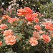 ヒメ日記 2025/08/31 07:24 投稿 柊　ゆき 三ツ星Class