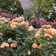 ヒメ日記 2025/09/01 22:24 投稿 柊　ゆき 三ツ星Class