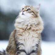 ヒメ日記 2025/01/13 10:19 投稿 田中とわ 川崎南町 素敵な奥様（川崎ハレ系）