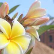 ヒメ日記 2025/06/26 09:27 投稿 田中とわ 川崎南町 素敵な奥様（川崎ハレ系）