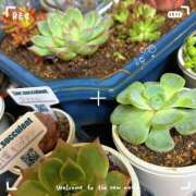 ヒメ日記 2025/10/06 09:58 投稿 田中とわ 川崎南町 素敵な奥様（川崎ハレ系）