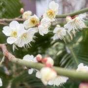 ヒメ日記 2026/02/20 14:53 投稿 田中とわ 川崎南町 素敵な奥様（川崎ハレ系）