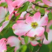 ヒメ日記 2026/03/18 10:25 投稿 田中とわ 川崎南町 素敵な奥様（川崎ハレ系）