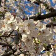 ヒメ日記 2026/04/02 23:15 投稿 田中とわ 川崎南町 素敵な奥様（川崎ハレ系）