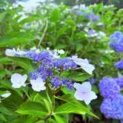 ヒメ日記 2026/07/18 12:21 投稿 星月　なのち プルプル札幌性感エステ はんなり