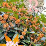 ヒメ日記 2025/10/15 08:00 投稿 りか 出会い系人妻ネットワーク 上野〜大塚編