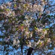 ヒメ日記 2026/04/12 17:31 投稿 りかこ 熟女の風俗最終章 宇都宮店