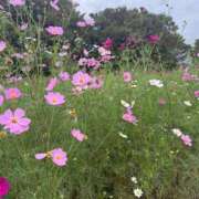 ヒメ日記 2025/10/18 15:29 投稿 ひろな 乳首愛撫専門店「五反田シルキータッチ」