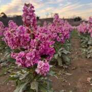 ひろな 1/3えっちな話 乳首愛撫専門店「五反田シルキータッチ」