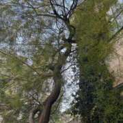 ヒメ日記 2026/01/24 14:50 投稿 川端舞衣 五十路マダム 岐阜店