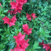 ヒメ日記 2025/05/31 07:56 投稿 つばき 性腺熟女100％（デリヘル市場）