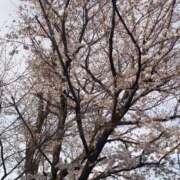 ヒメ日記 2025/03/29 11:06 投稿 桜木優 五十路マダムエクスプレス船橋店(カサブランカグループ)