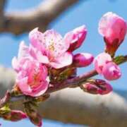 ヒメ日記 2025/03/02 16:51 投稿 丘咲(おかざき) 熟女出逢い会 『百合の園』 五反田店