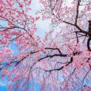 ヒメ日記 2025/03/13 14:41 投稿 丘咲(おかざき) 熟女出逢い会 『百合の園』 五反田店