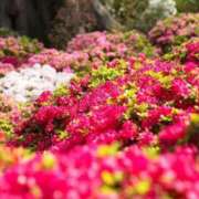 ヒメ日記 2025/04/29 19:21 投稿 丘咲(おかざき) 熟女出逢い会 『百合の園』 五反田店