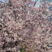 ヒメ日記 2026/04/03 11:11 投稿 丘咲(おかざき) 熟女出逢い会 『百合の園』 五反田店