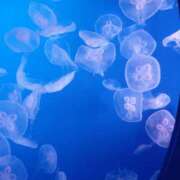 ヒメ日記 2025/11/19 23:26 投稿 一咲若葉(いちさきわかば) 五十路マダムエクスプレス厚木店(カサブランカグループ)