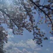 ヒメ日記 2026/03/23 23:40 投稿 一咲若葉(いちさきわかば) 五十路マダムエクスプレス厚木店(カサブランカグループ)