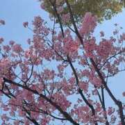 ヒメ日記 2026/03/30 10:04 投稿 一咲若葉(いちさきわかば) 五十路マダムエクスプレス厚木店(カサブランカグループ)