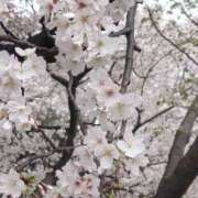 ヒメ日記 2026/04/06 18:52 投稿 一咲若葉(いちさきわかば) 五十路マダムエクスプレス厚木店(カサブランカグループ)