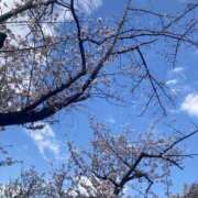 ヒメ日記 2025/04/16 08:31 投稿 坂崎【さかざき】 丸妻 西船橋店