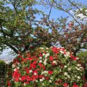 ヒメ日記 2025/05/01 08:49 投稿 坂崎【さかざき】 丸妻 西船橋店