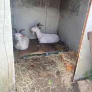 ヒメ日記 2025/08/21 08:24 投稿 坂崎【さかざき】 丸妻 西船橋店