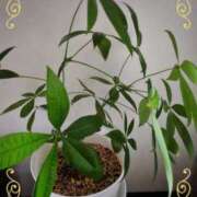 ヒメ日記 2025/02/18 08:45 投稿 ジェシカ Club 妻