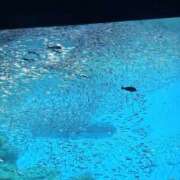 ヒメ日記 2025/06/15 17:55 投稿 ジェシカ Club 妻