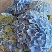 ヒメ日記 2025/06/16 08:40 投稿 ジェシカ Club 妻