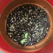 ヒメ日記 2025/08/18 19:46 投稿 ジェシカ Club 妻